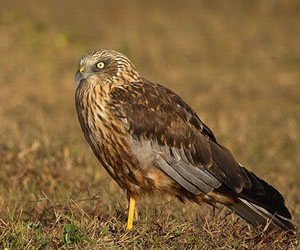 Хулд (Намгийн хулд, Намгийн цагаан элэгт)